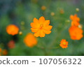 Healing Kibana Cosmos 107056322