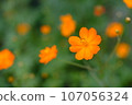 Healing Kibana Cosmos 107056324