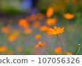 Healing Kibana Cosmos 107056326