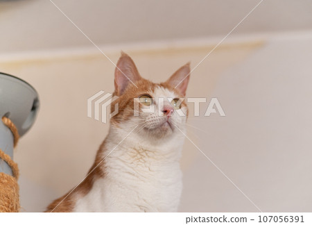 凝視貓，棕色虎斑白 107056391