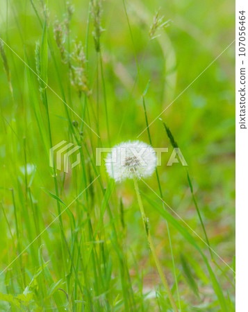 Dandelion fluff among the weeds Dandelion fluff among the weeds 107056464