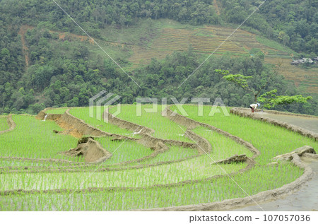 Aerial view of Sapa rice terraces in Vietnam. 107057036