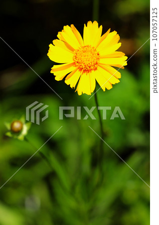 A single bright yellow golden daisy flower blooming against a green and black background (macro lens used, natural light, close-up photo) A single bright yellow golden daisy flower blooming against a green and black background (macro lens used, natural light, close-up photo) 107057125