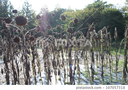 黑向日葵 黑向日葵 107057318