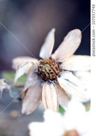 White flowers of Zinnia japonica reflecting in the bright sunlight (macro lens used, natural light, close-up photo) White flowers of Zinnia japonica reflecting in the bright sunlight (macro lens used, natural light, close-up photo) 107057748