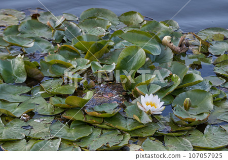 Water lily on the surface of a pond 107057925