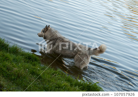 A mongrel yard dog stands in the water 107057926