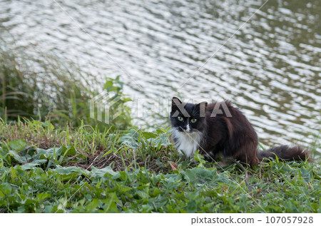 Black and white fluffy cat on the shore of a pond Black and white fluffy cat on the shore of a pond 107057928
