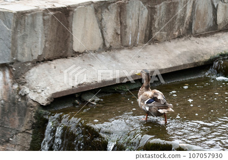 A duck walks along a concrete spillway structure A duck walks along a concrete spillway structure 107057930