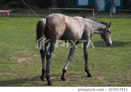 Brown foal grazing on a dressage field Brown foal grazing on a dressage field 107057931