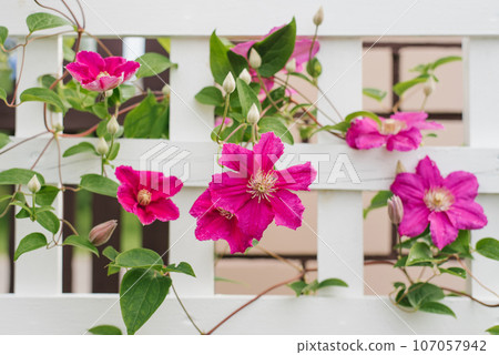 Purple flowers of Clematis Ville de Lyon in summer in the garden 107057942
