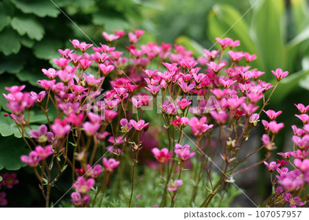 Pink saxifrage flowers bloom in the garden in spring Pink saxifrage flowers bloom in the garden in spring 107057957