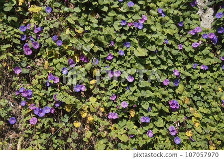 Wild Morning Glory/Noasagao (Iwakuni City, Yamaguchi Prefecture) 107057970
