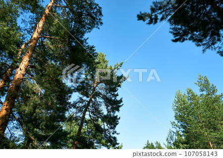 Pine trees against the blue sky. View of tall pine trees on a summer day 107058143