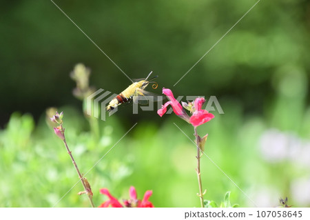 Yamadaike Park Yamadaike Park 107058645