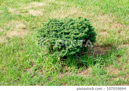 A small green coniferous bush A small green coniferous bush 107058664