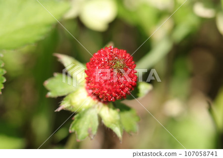 淺綠色背景下的紅色成熟草莓果實（使用微距鏡頭，室外自然光，特寫照片） 107058741