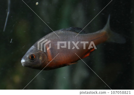 Sinorodeus microlepis/volcanic tanager (Sinorodeus microlepis) 107058821