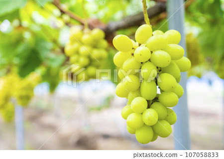 Ripe Shine Muscat Grape Picking Sendai City, Miyagi Prefecture Ripe Shine Muscat Grape Picking Sendai City, Miyagi Prefecture 107058833