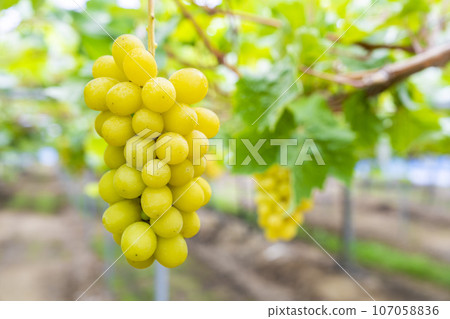 Ripe Shine 馬斯喀特葡萄採收 宮城縣仙台市 107058836