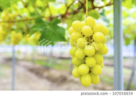 Ripe Shine Muscat Grape Picking Sendai City, Miyagi Prefecture Ripe Shine Muscat Grape Picking Sendai City, Miyagi Prefecture 107058839