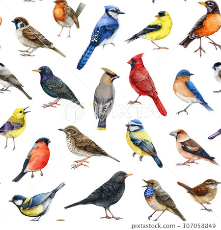 Backyard birds seamless pattern. White background. Watercolor painted various backyard birds seamless pattern. Bluebird, starling, wren, blue jay, robin, warbler, red cardinal forest wildlife avians 107058849