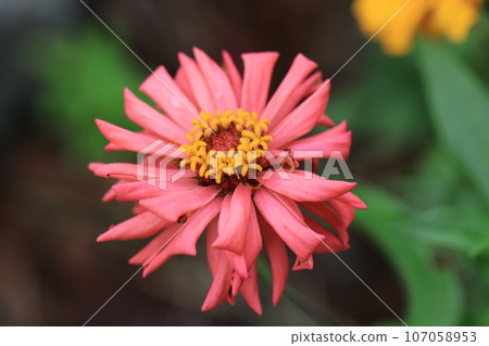 百日草0096 107058953