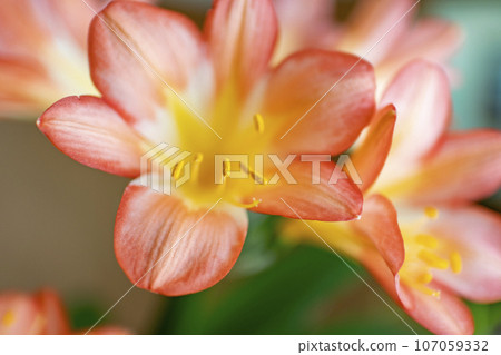 You Yoko You Yoko 107059332