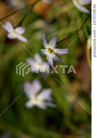 哈納花花 107059639