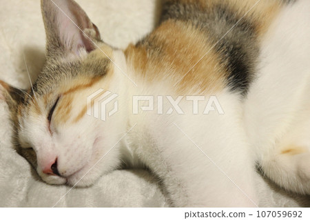 Sleeping tortoiseshell cat 107059692