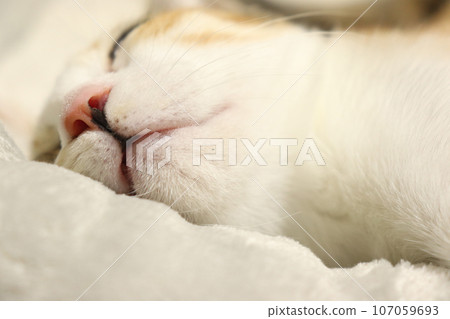 Sleeping tortoiseshell cat 107059693