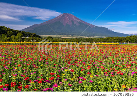 [山梨縣] 夏天的富士山和百日菊/花宮公園 107059886