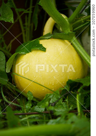 Green pumpkin growing on farm Green pumpkin growing on farm 107059960