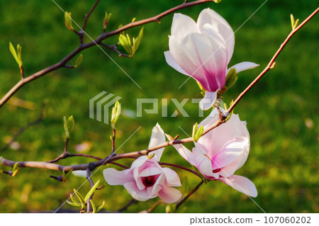 tender pink flowers of magnolia. floral background in sunlight. close up in the garden tender pink flowers of magnolia. floral background in sunlight. close up in the garden 107060202