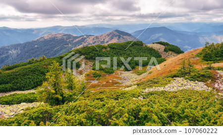 rolling landscape of strymba mountain. beautiful carpathian landscape in september. juniper plant on a stone covered terrain 107060222