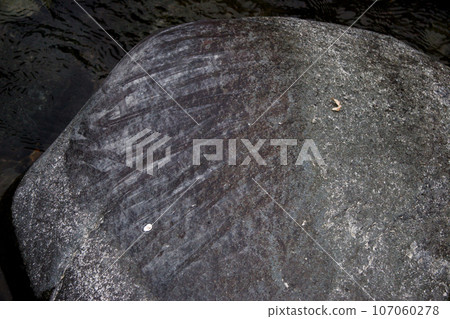 The surface of the stone has marks left by sweetfish eating it by tearing off the moss attached to the bottom stone with its teeth. The surface of the stone has marks left by sweetfish eating it by tearing off the moss attached to the bottom stone with its teeth. 107060278