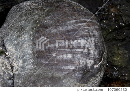 石頭表面有香魚用牙齒撕掉附著在石頭底部的青苔而吃掉石頭時留下的痕跡。 107060280