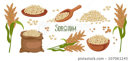 Set of sorghum grains and spikelets. Sorghum plant, sorghum grains in a plate, spatula and bag. Agriculture, design elements, vector Set of sorghum grains and spikelets. Sorghum plant, sorghum grains in a plate, spatula and bag. Agriculture, design elements, vector 107061245