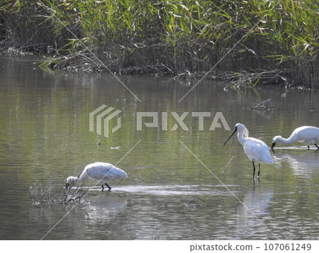 Black-faced spoonbill (Okinawa) 107061249