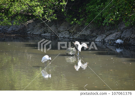 黑臉琵鷺(沖繩) 黑臉琵鷺(沖繩) 107061376