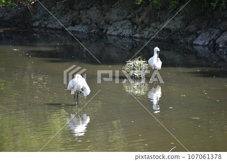 黑臉琵鷺（沖繩） 107061378