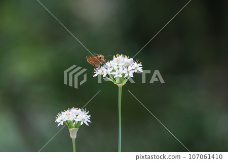 A white leek flower found in the park and a brown butterfly sitting on it. Allium tuberosum, garlic chives, Chinese leek, Parnara guttata 107061410