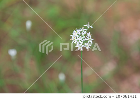 White chive flowers found in the park. Allium tuberosum, garlic chives, Chinese leek 107061411