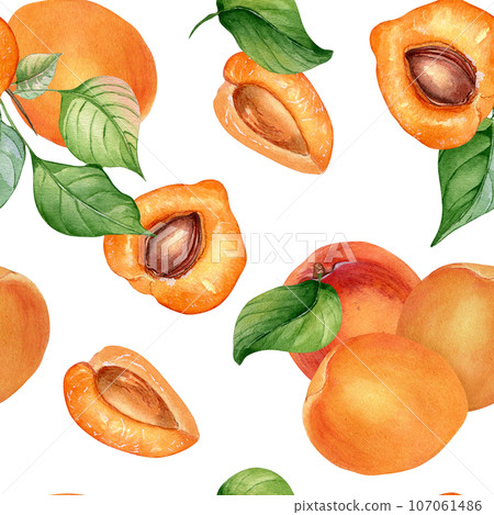 Watercolor whole and segment apricots seamless pattern isolated on white. Orange fruits illustration. Peach, leaves, nectarine hand drawn. Design element for package, wrapping, textile, background 107061486