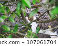 fluffy cat hiding in a tree branch 107061704