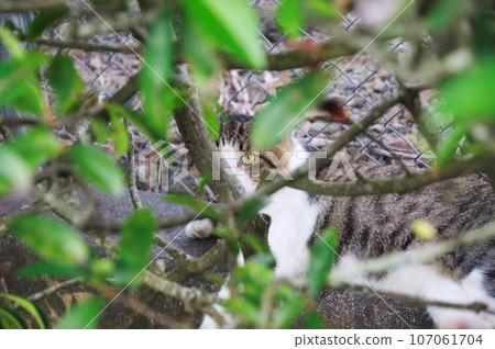 毛茸茸的貓躲在樹枝裡 107061704
