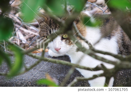 一隻貓盯著你 107061705