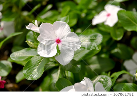 長春花 長春花 107061791