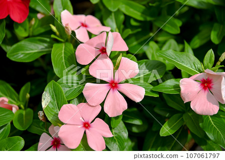 Nichinichiso 107061797