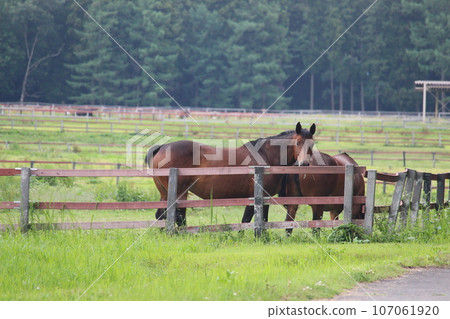 Ranch Ranch 107061920